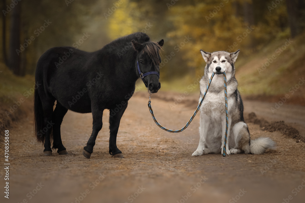 Fototapeta premium Little pony and big dog