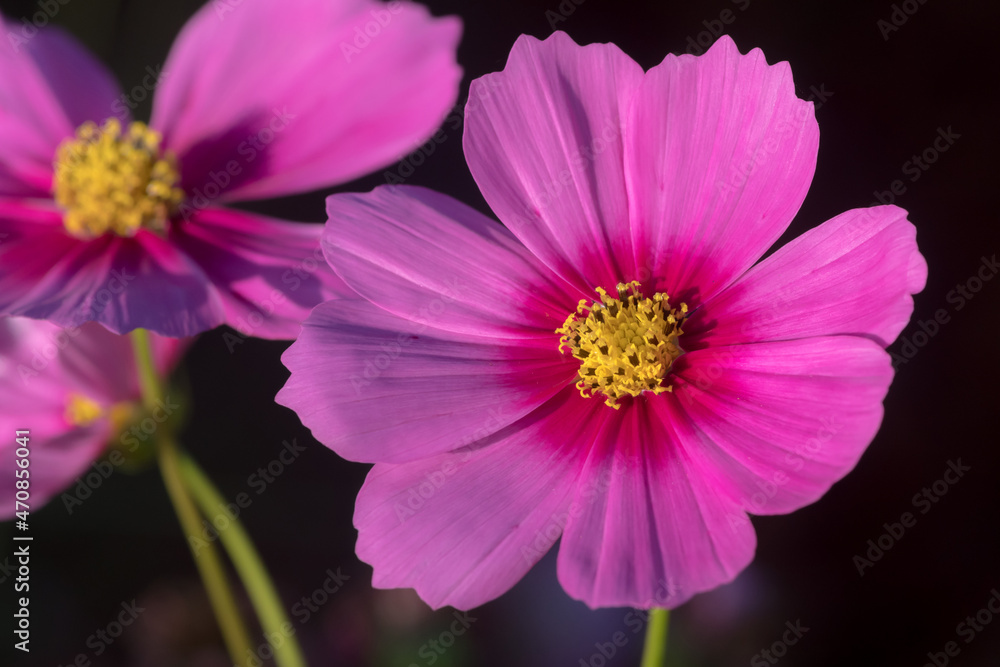 Obraz premium close-up of pink cosmos flowers plants
