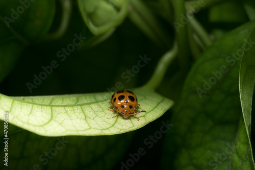 close-up image of ladybug on a green leaf