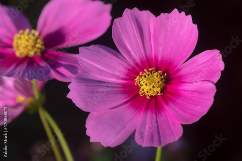 close-up of pink cosmos flowers plants