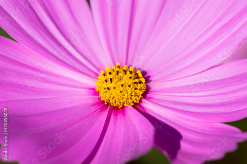 close-up of pink cosmos flowers plants