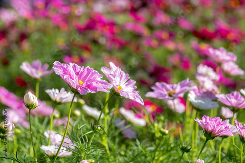 close-up of pink cosmos flowers plants