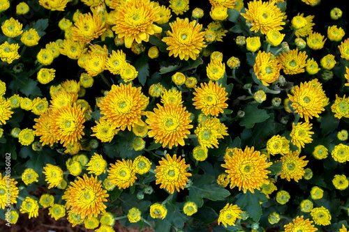 top view of yellow chrysanthemums blooming in the garden