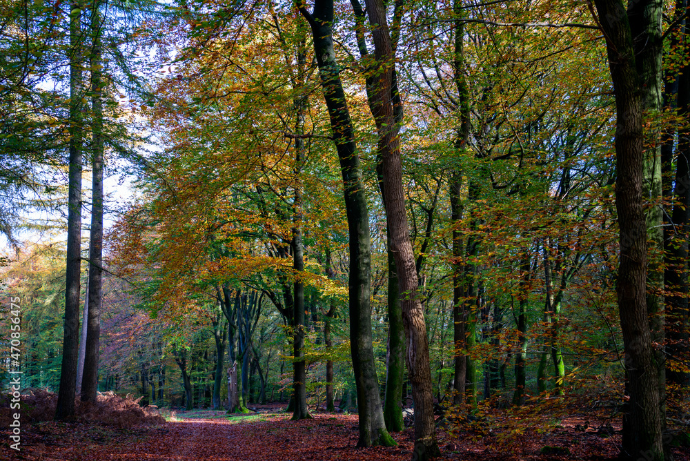 Sunny autumn day in the forest between Putten and Ermelo, Netherlands
Sunny autumn day in the forest between Putten and Ermelo, Netherlands
