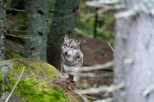 Wild wolf in forest in Czech republic © jakubstepan
