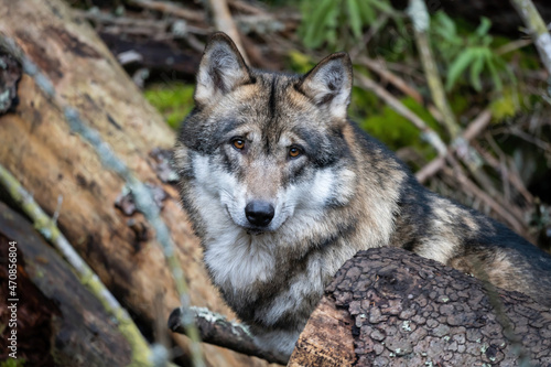 Wild wolf in forest in Czech republic