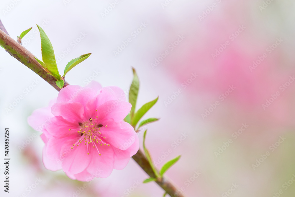 一輪の桃の花（ハナモモ）のクローズアップ素材