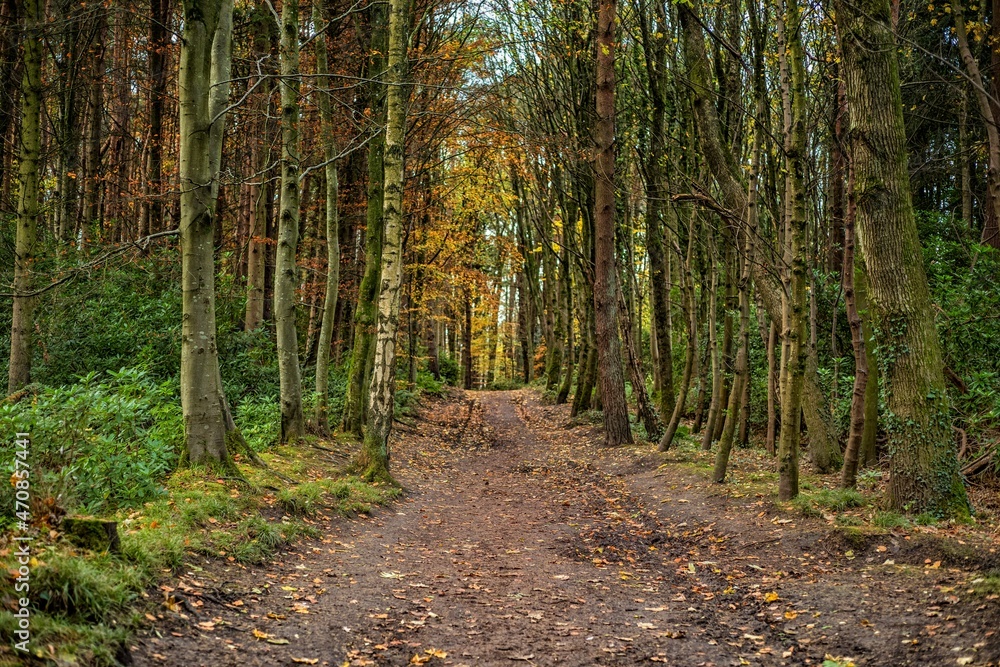 path in the woods