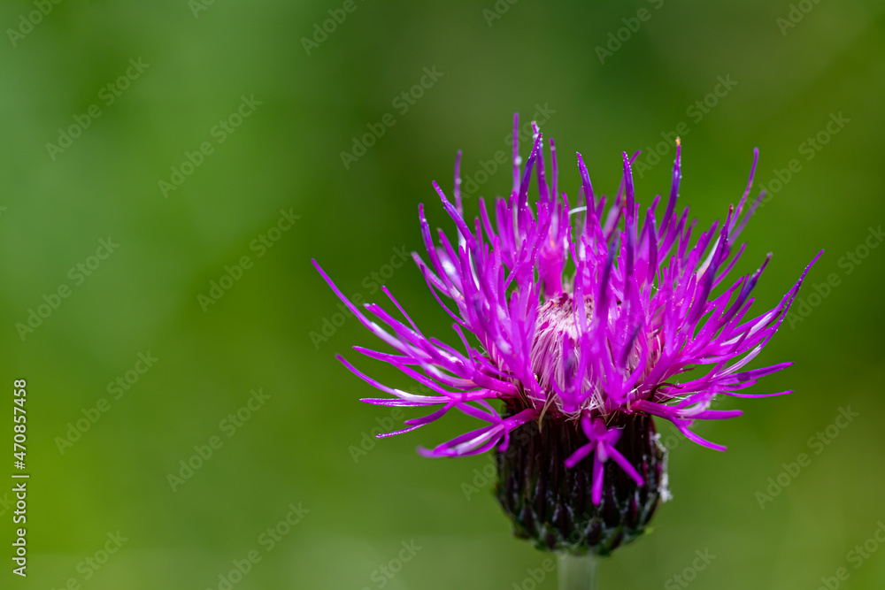 Cirsium rivulare flower in meadow, close up shoot Cirsium rivulare flower in meadow, close up shoot