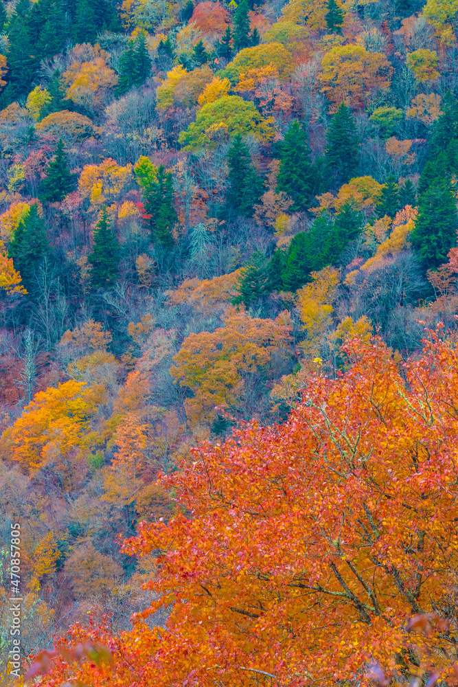 Fall colors on a mountainside