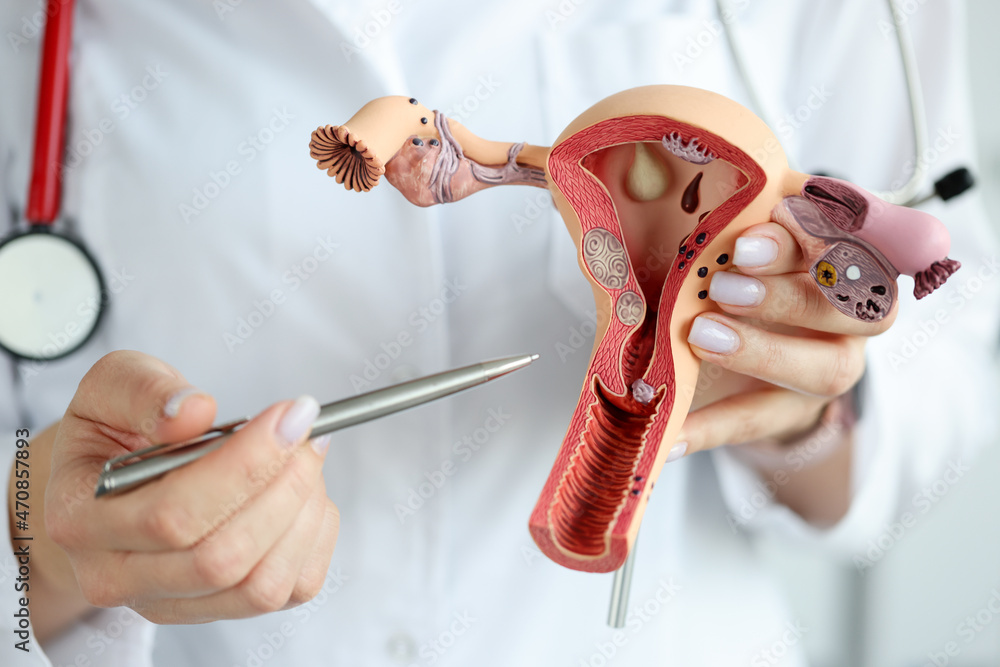 Doctor gynecologist showing pen on plastic model of uterus and ovaries closeup