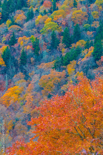 Fall colors on a mountainside © john