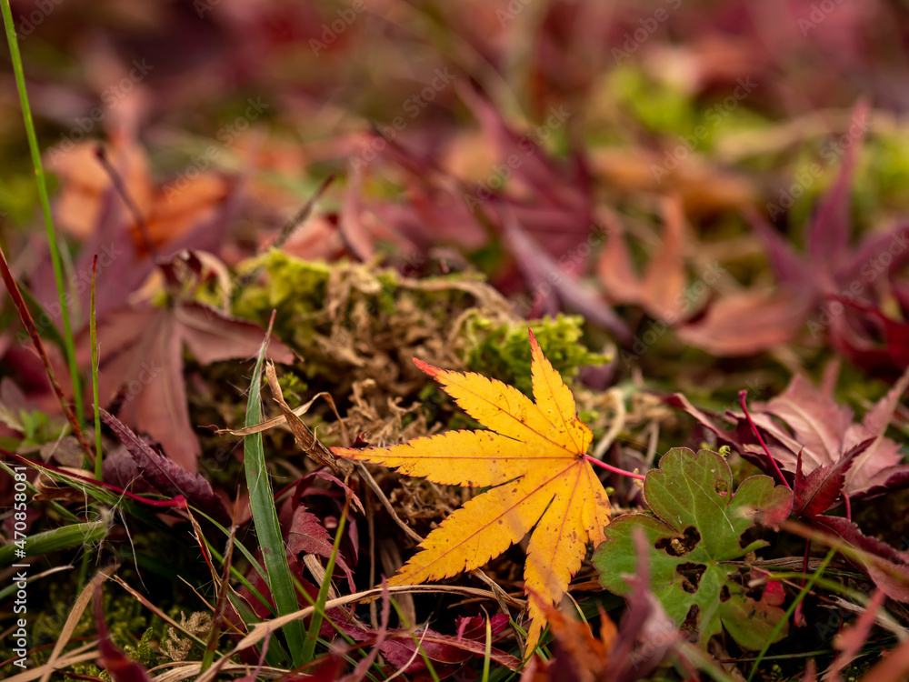 日本の晩秋。紅葉したカエデの葉。 日本の晩秋。紅葉したカエデの葉。