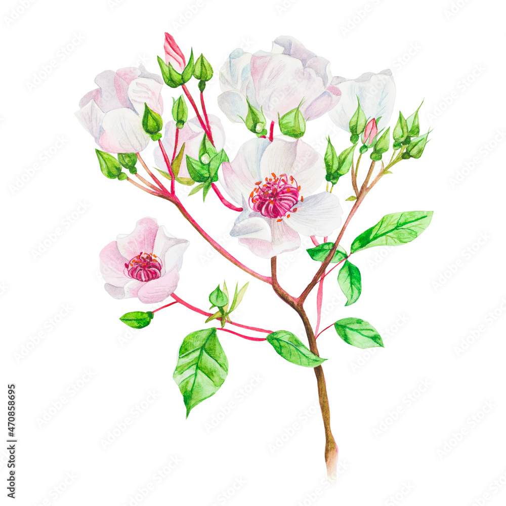 Watercolor illustration of rose hips buds. Roses isolated on white 
