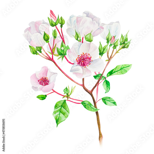 Watercolor illustration of rose hips buds. Roses isolated on white 