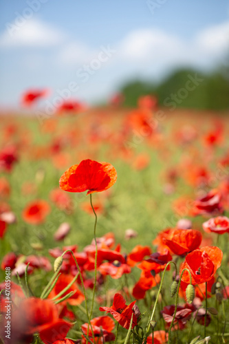 beautiful poppy flower field on a sunny summer day