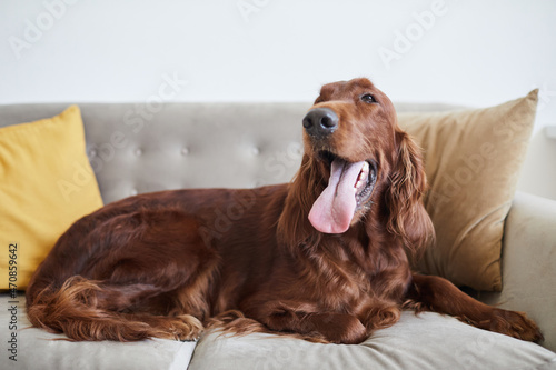 Full length portrait of Irish Setter dog lying on couch with tongue out and looking at camera