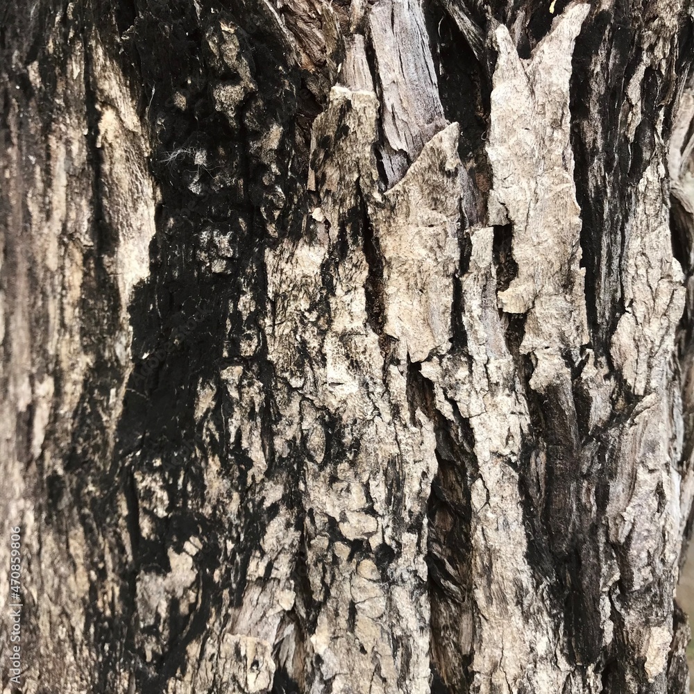 Different shaped bark pattern, straight, curved cracks, thick black, white, red, brown and gray bark, white, green moss clinging to the bark. Create a pattern as a background image. Different shaped bark pattern, straight, curved cracks, thick black, white, red, brown and gray bark, white, green moss clinging to the bark. Create a pattern as a background image.