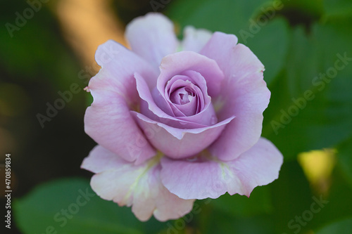 lilac rose growing in garden