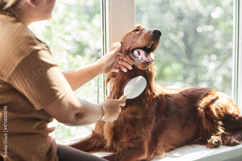 Cropped portrait of woman brushing long haired dog at home lit by sunlight photo