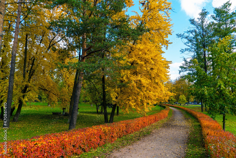 A winding pedestrian path in the autumn park on Krestovsky Island.