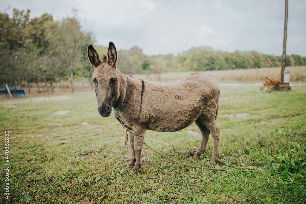 donkey in the field