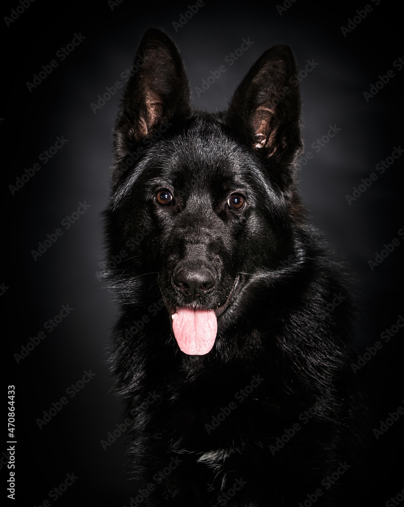 black german shepherd dog on black background