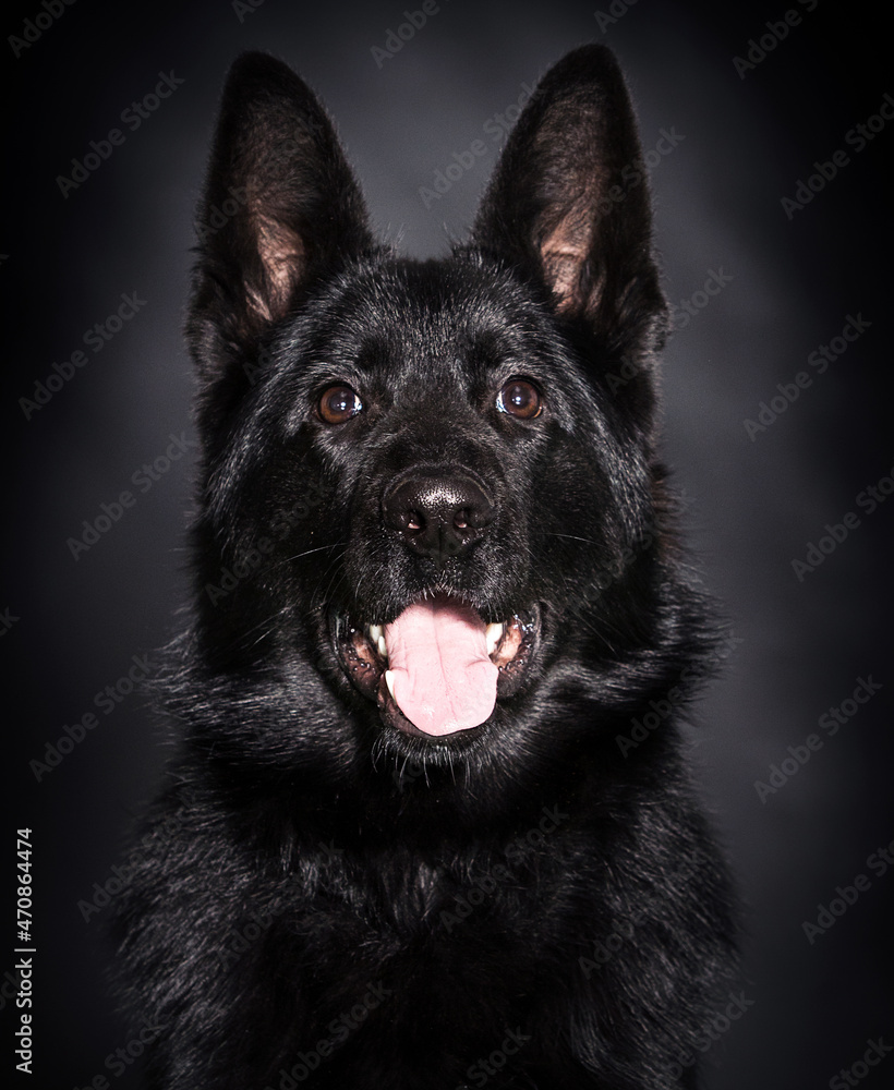 black muzzle of a dog german shepherd on a black background