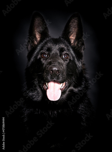dog breed black German shepherd on a black background © Happy monkey