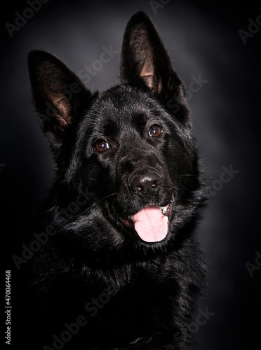 dog face black german shepherd on black background