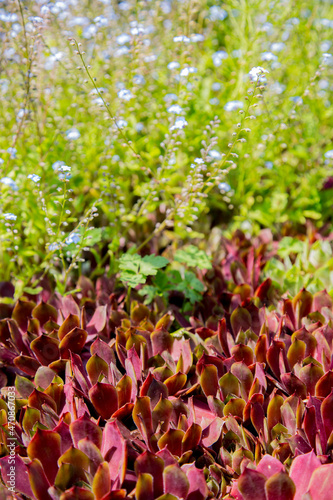 Steinwurz and forget-me-nots in the stone bed photo