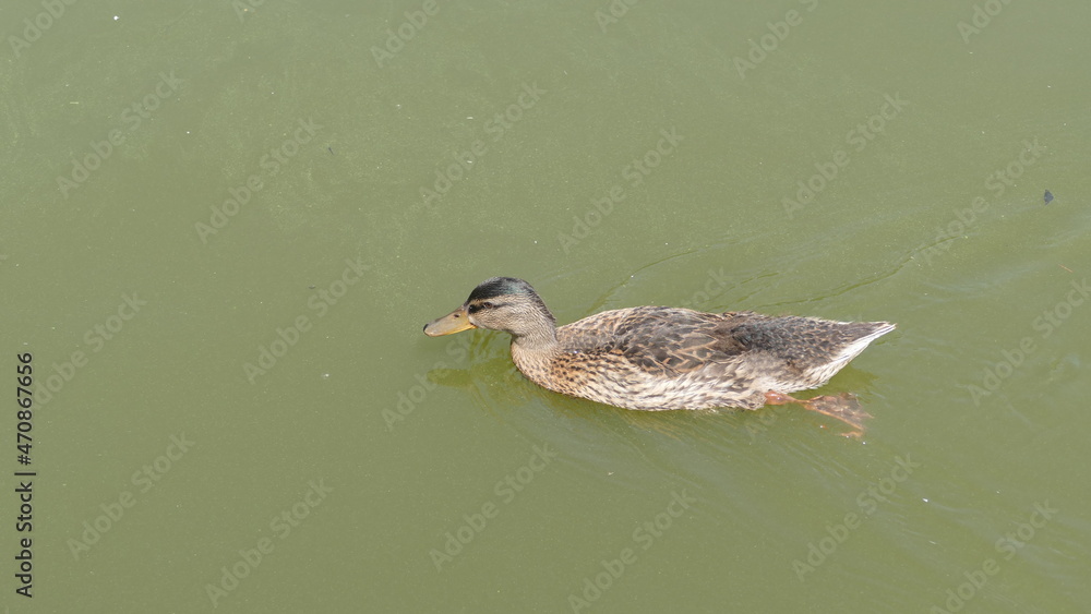 Fototapeta premium duck on the lake