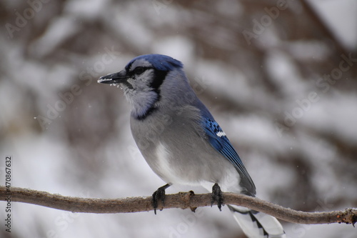 A blue jay at the bird feeder, Sainte-Apolline, Québec, Canada © Claude Laprise