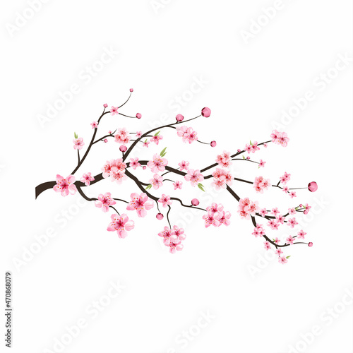 Cherry blossom flower blooming vector. Cherry blossom branch with sakura flower. Pink sakura flower background. Sakura on white background. Watercolor cherry bud. Watercolor cherry blossom vector.