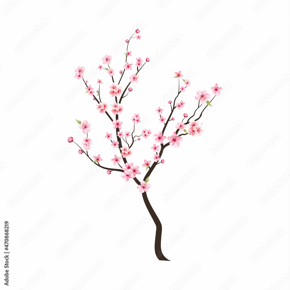 Fototapeta premium Watercolor cherry bud. Cherry blossom branch with sakura flower. Watercolor cherry blossom vector. Pink sakura flower background. Cherry blossom flower blooming vector. Sakura on white background.
