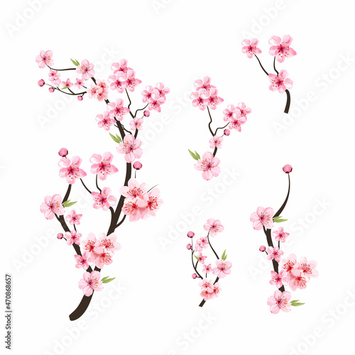 Watercolor cherry blossom vector. Cherry blossom flower blooming vector. Pink sakura flower background. Cherry blossom branch with sakura flower. Sakura on white background. Watercolor cherry bud.