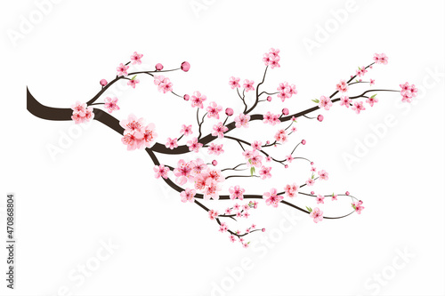 Watercolor cherry bud. Cherry blossom flower blooming vector.  Cherry blossom branch with sakura flower. Sakura on white background. Pink sakura flower background. Watercolor cherry blossom vector.