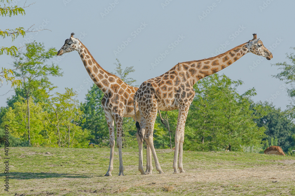 giraffe eating grass