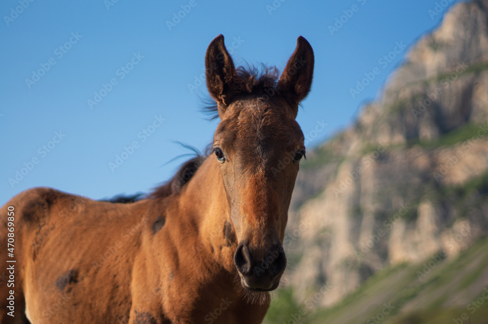 portrait of a foal in the mountains portrait of a foal in the mountains