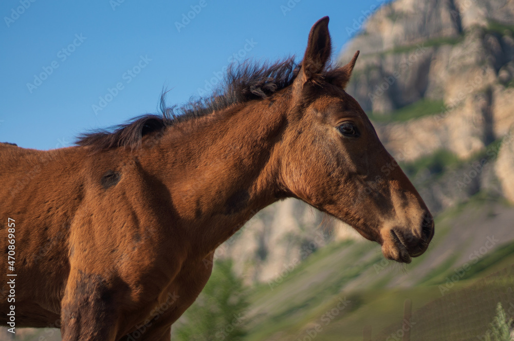 Obraz premium portrait of a foal in the mountains