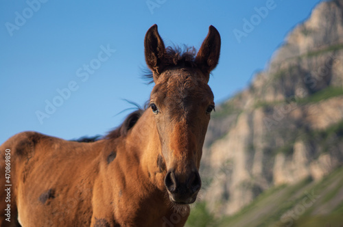 portrait of a foal in the mountains