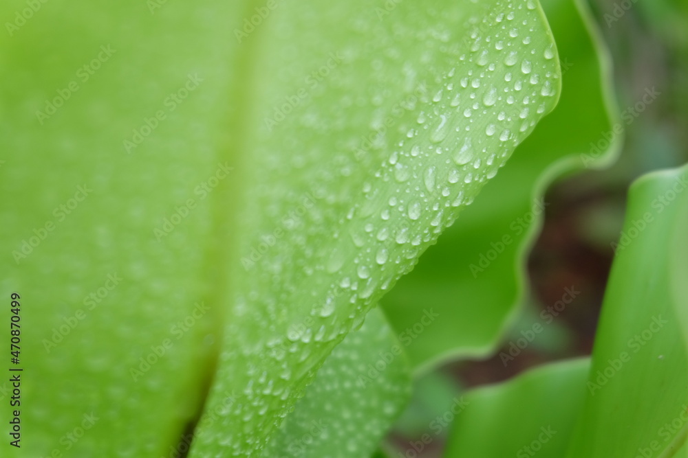 water drops on a leaf of tropical plant water drops on a leaf of tropical plant