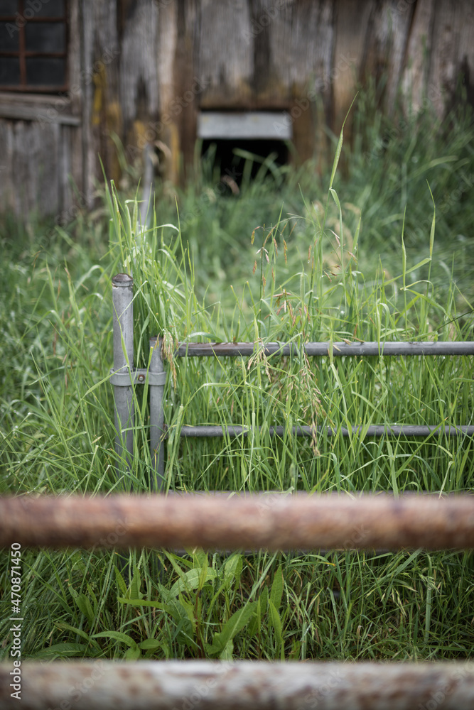 Fototapeta premium Farmyard