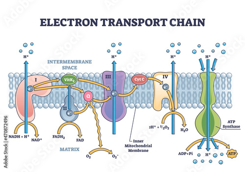 Electron transport chain as respiratory embedded transporters outline diagram. Labeled educational detailed protein complexes scheme with ATP synthase, NADH and FADH2 process vector illustration. photo