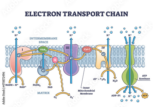 Electron transport chain as respiratory embedded transporters outline diagram. Labeled educational detailed protein complexes scheme with ATP synthase, NADH and FADH2 process vector illustration.