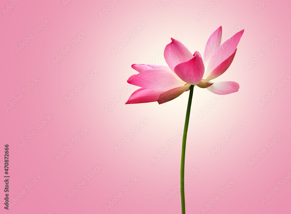 Isolated a single pink waterlily or lotus flower with clipping paths. 