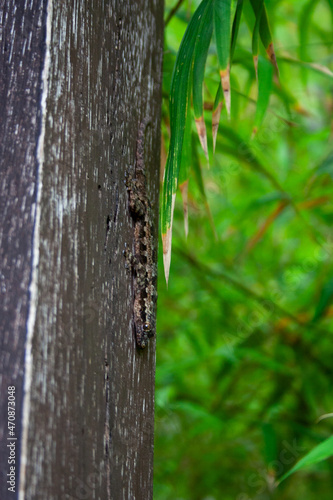 Small brown grey gecko sitting on a wooden trunk in a garden © manhattan_art