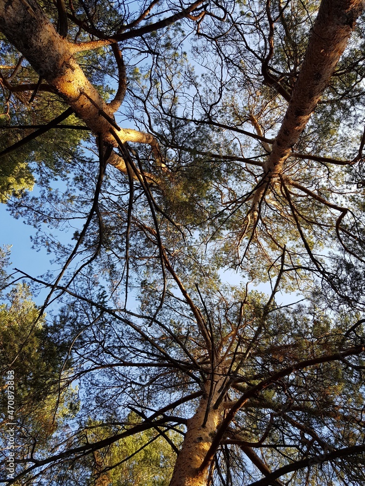 Branches of a tree on a background of blue sky Branches of a tree on a background of blue sky