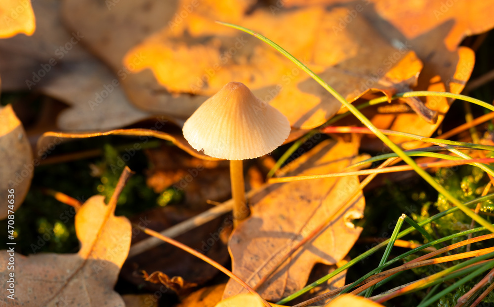 Ein kleiner Pilz im Wald und im Sonnenlicht Ein kleiner Pilz im Wald und im Sonnenlicht