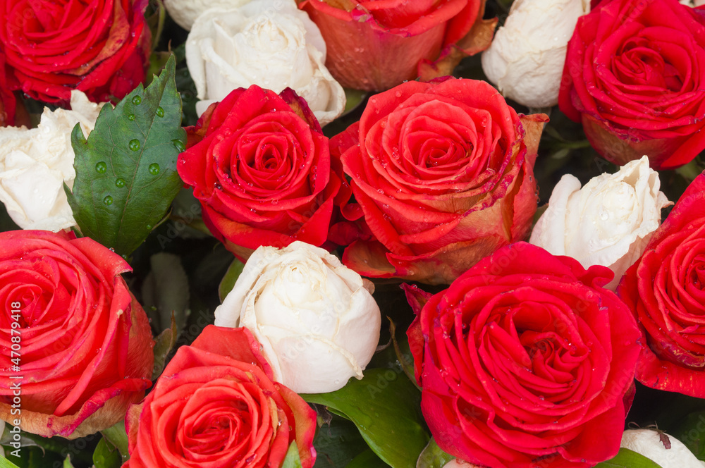 Bouquet roses close up as background Bouquet roses close up as background